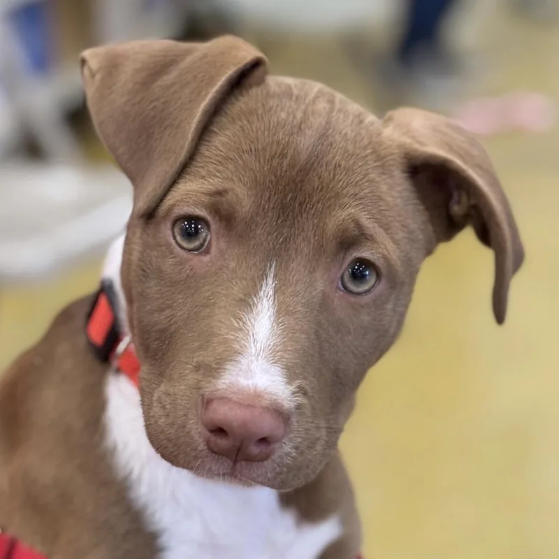 Puppy Hannah Montana thumbnail 4