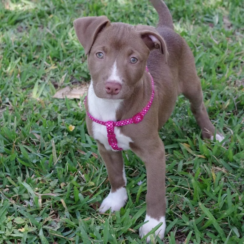 Puppy Hannah Montana thumbnail 5