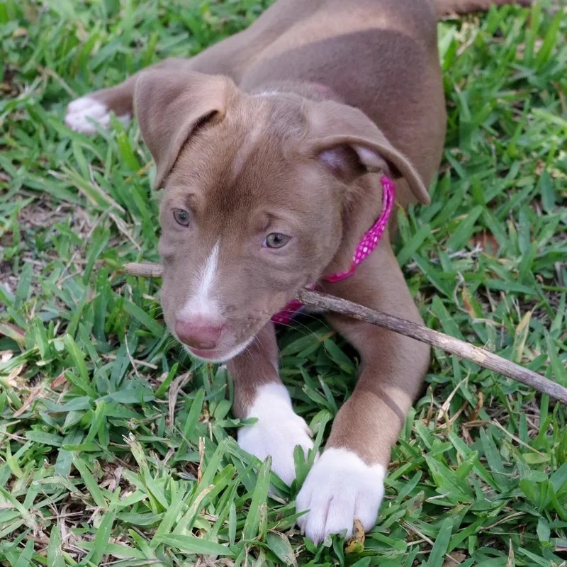 Puppy Hannah Montana thumbnail 6