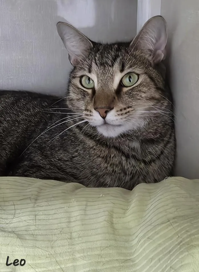 An adult medium-sized male Domestic Short Hair cat named Leo for adoption in Key Largo, FL