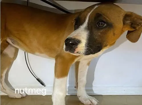 A young medium-sized female Boxer dog named LolNutmeg for adoption in Billings, MT