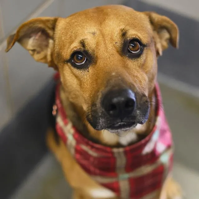 A young medium-sized male American Staffordshire Terrier dog named Jupiter for adoption in San Antonio, TX