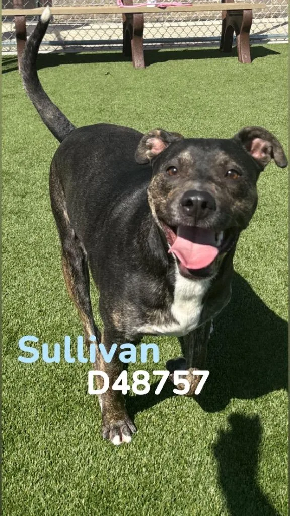 Sullivan thumbnail 2