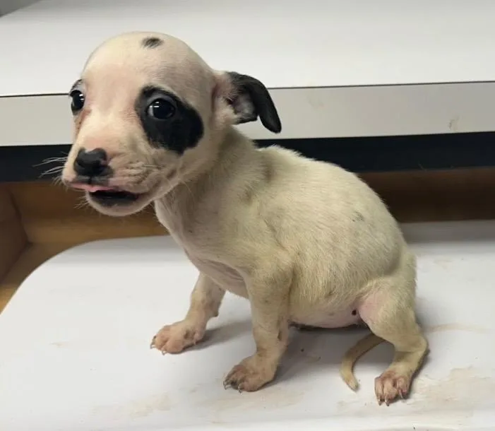 A baby small-sized female Mixed Breed dog named Cheesecake for adoption in Jonesboro, AR
