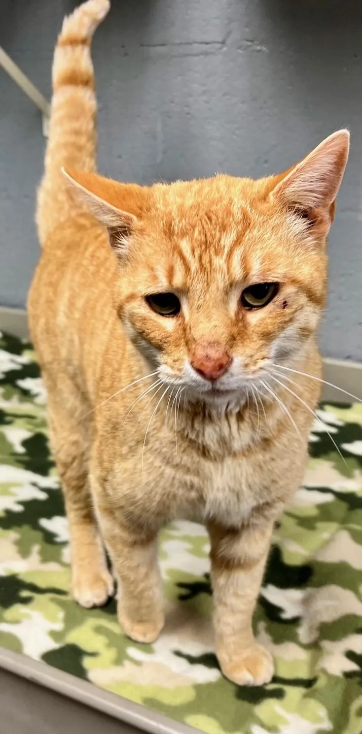 Chester Cheetah thumbnail 2