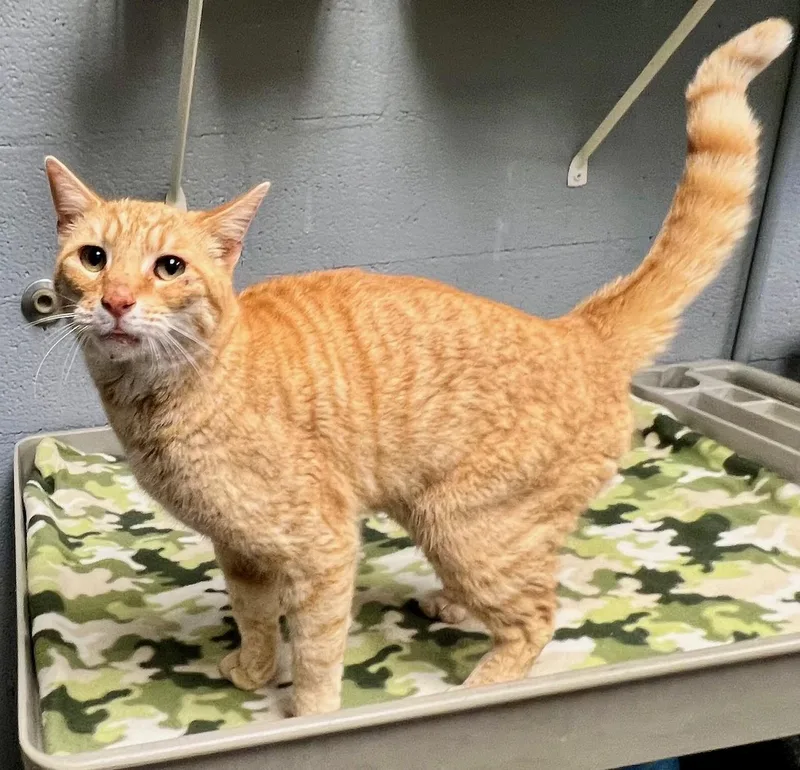 Chester Cheetah thumbnail 3