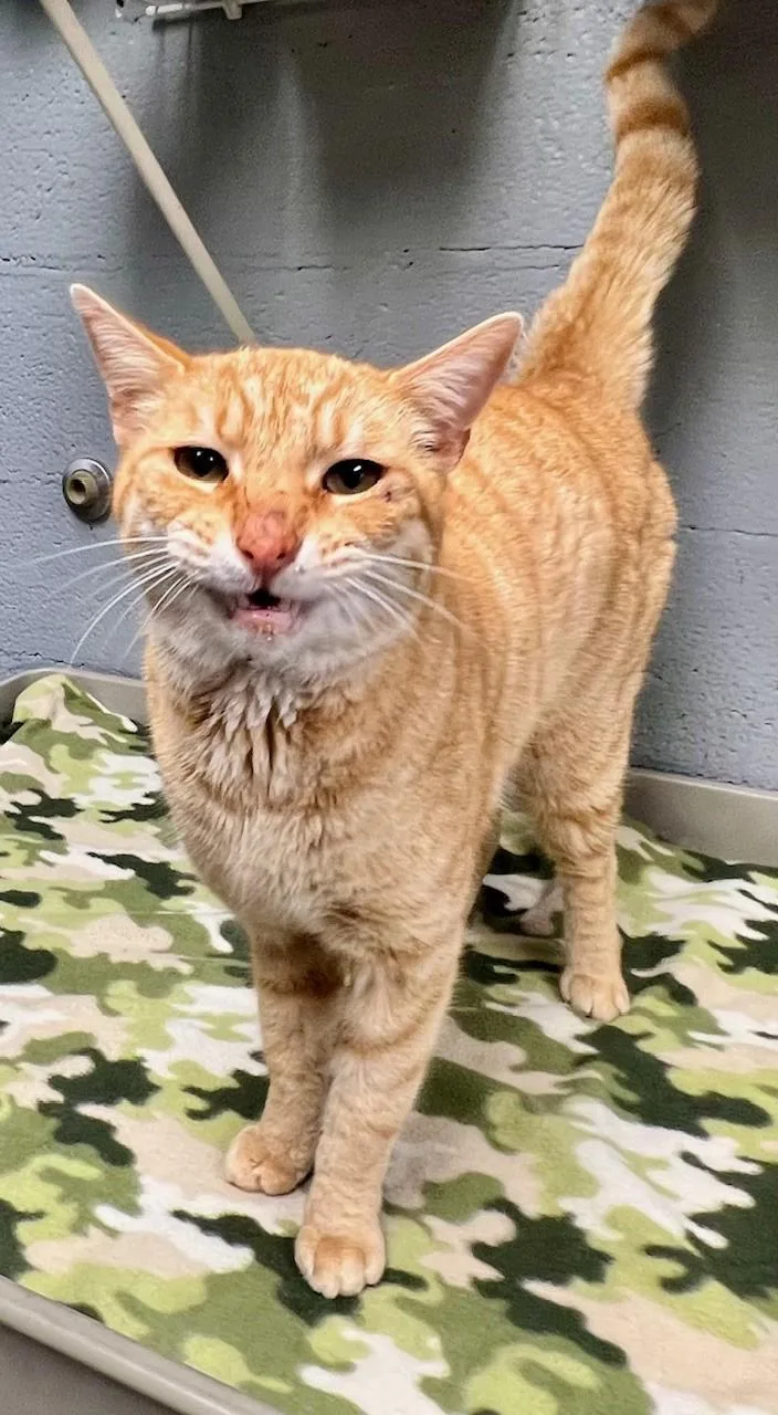 Chester Cheetah thumbnail 4