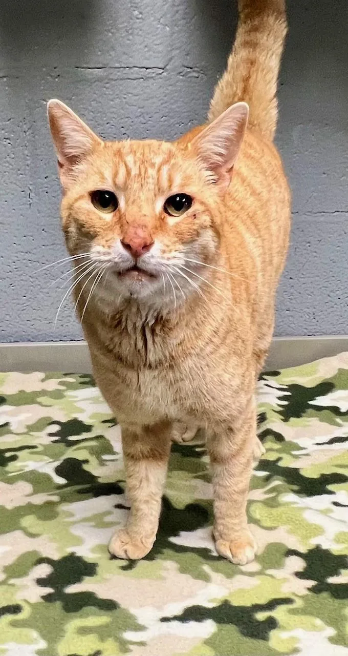 Chester Cheetah thumbnail 5