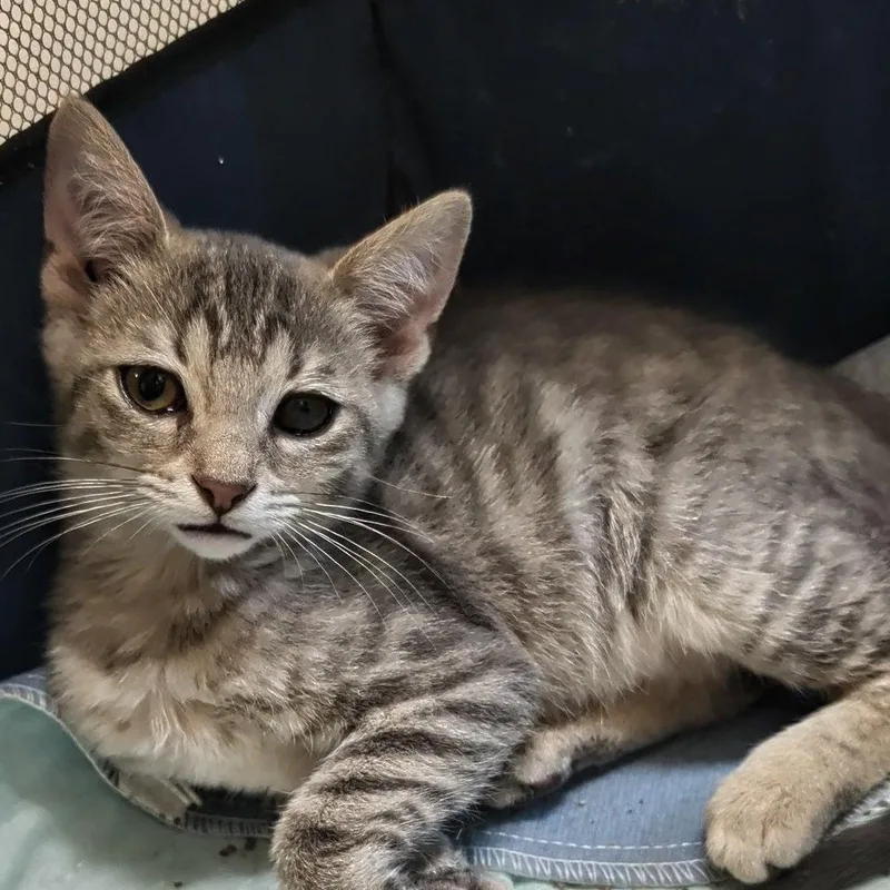 A baby small-sized female Tabby (Gray / Blue / Silver) Domestic Short Hair cat named June Best Friends for adoption in West Jefferson, OH