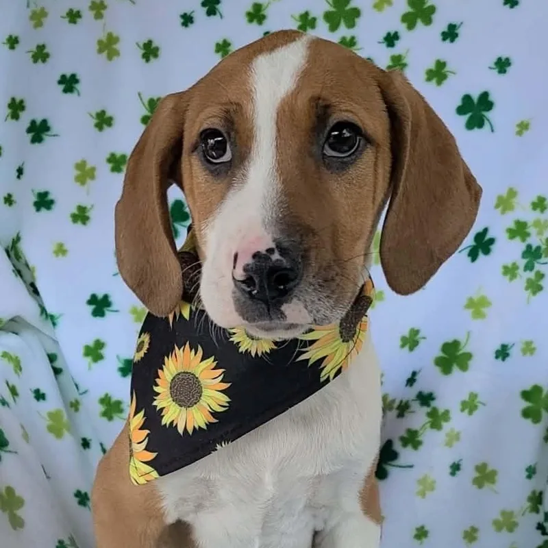 A young medium-sized male Beagle dog named Bam for adoption in Woolwich, ME