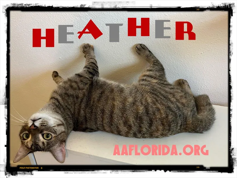 Stash & Heather Grey thumbnail 2