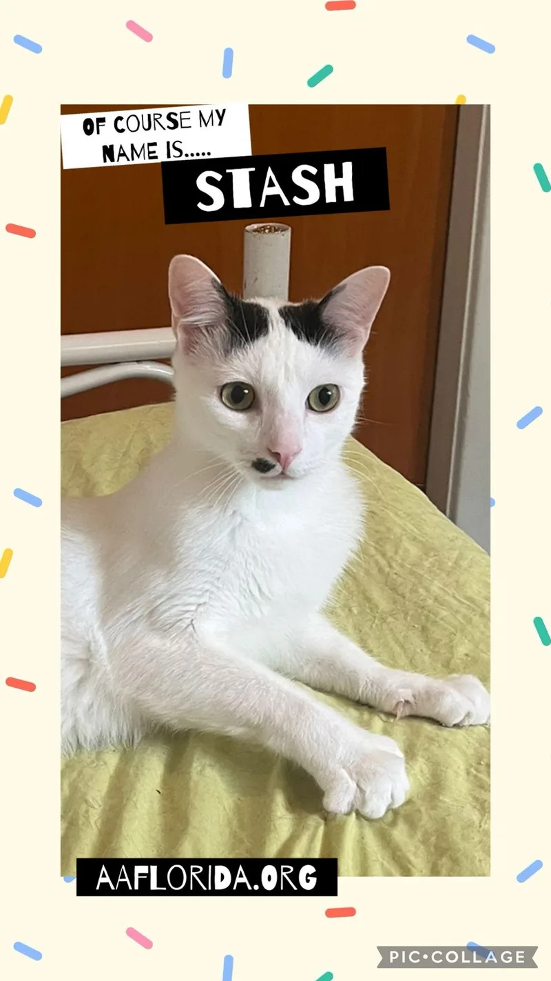 Stash & Heather Grey thumbnail 3