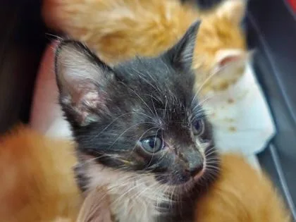 A young large-sized male Domestic Short Hair cat named Dill for adoption in Kansas City, MO