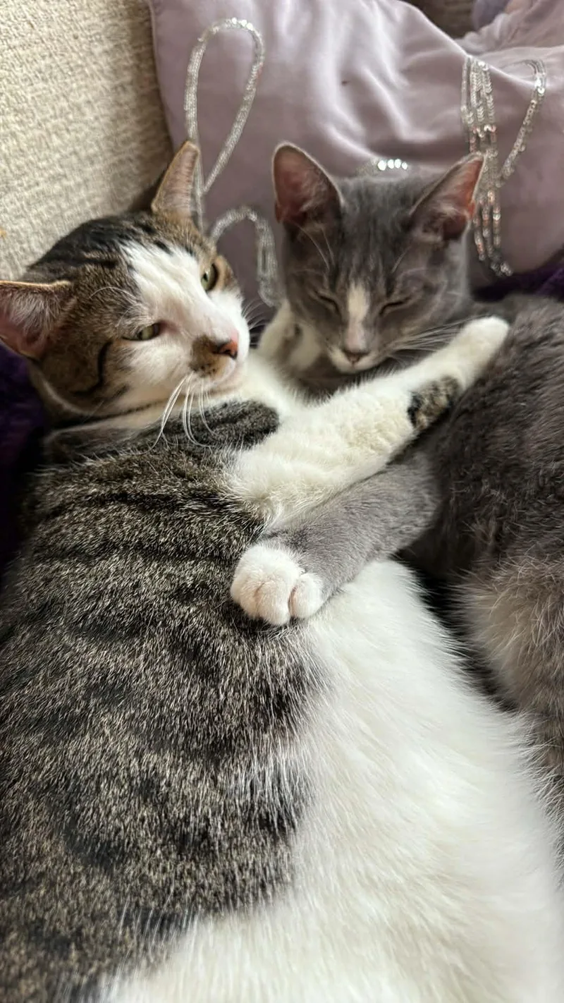 Pudding And Lucy thumbnail 2