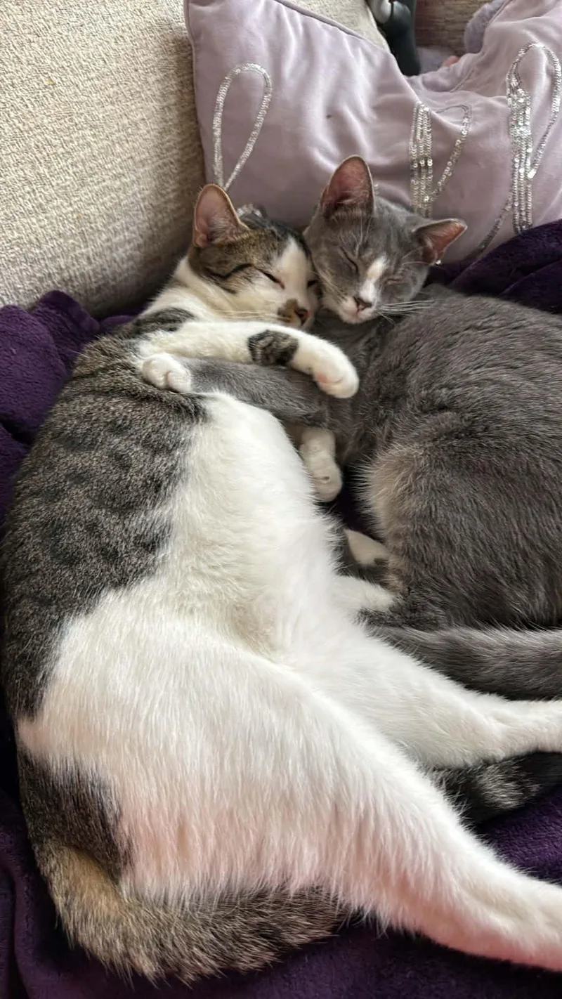 Pudding And Lucy thumbnail 3