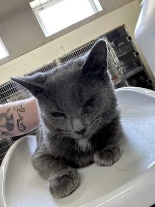 An adult medium-sized female Domestic Short Hair cat named Shayna for adoption in Cincinnati, OH