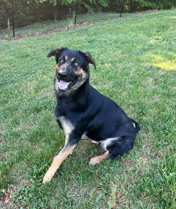 A young large-sized male Black German Shepherd Dog dog named Ziggy for adoption in Mocksville, NC