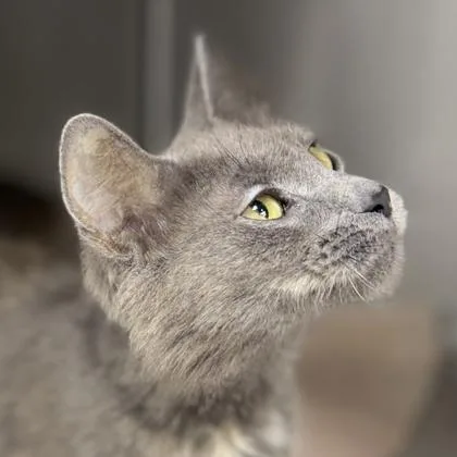 An adult small-sized female Gray / Blue / Silver Domestic Medium Hair cat named Viva for adoption in Atlanta, GA