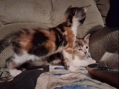 A baby medium-sized female Calico Domestic Short Hair cat named Mary Kate & Ashley for adoption in Liverpool, TX