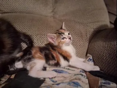 Mary Kate & Ashley thumbnail 6