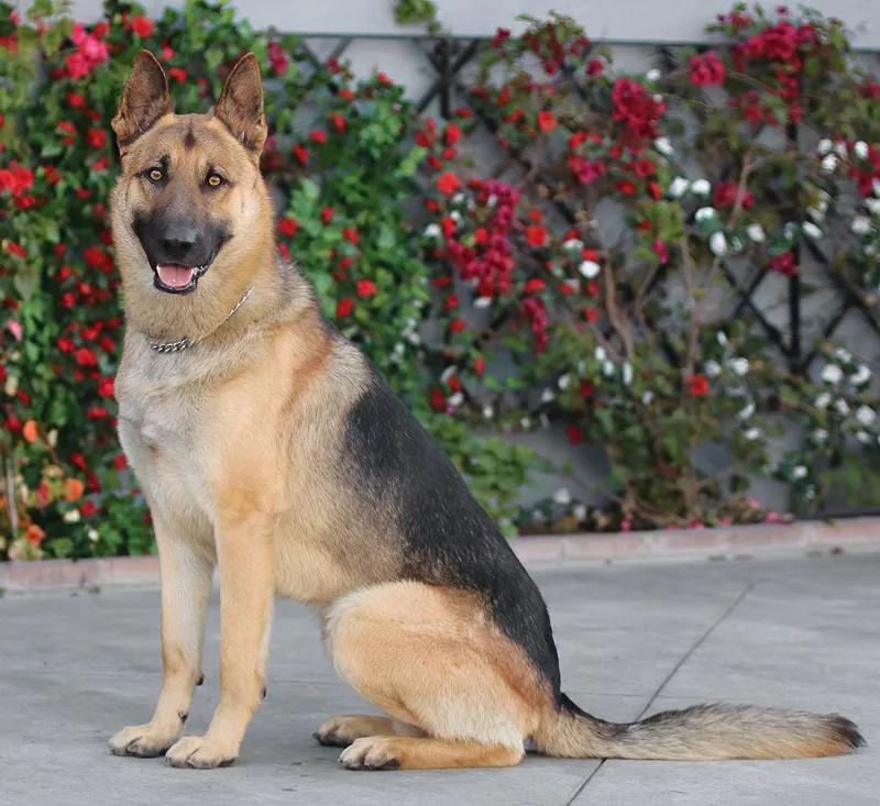 Enzo Von Ering thumbnail 2