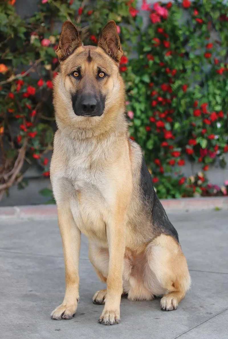 Enzo Von Ering thumbnail 3