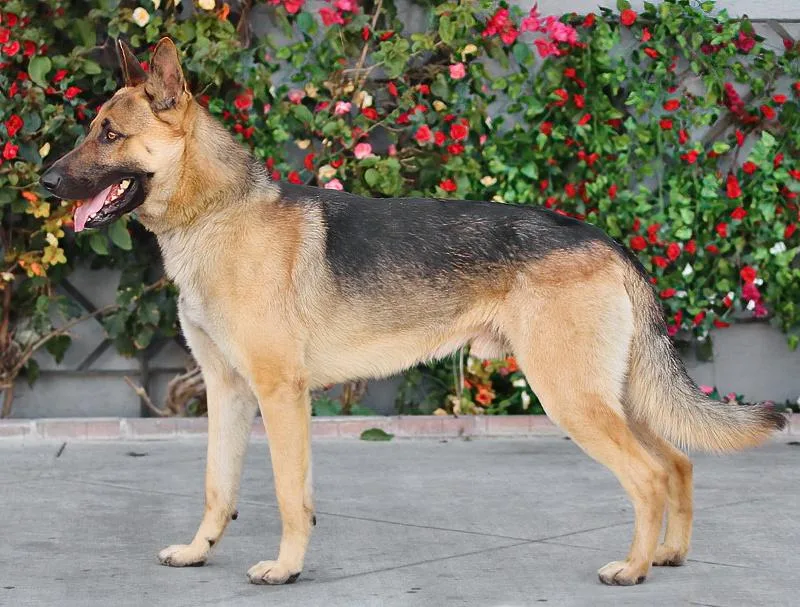 Enzo Von Ering thumbnail 5