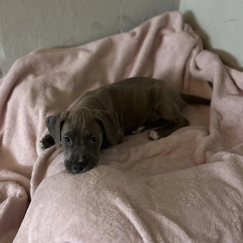 A young medium-sized male Brown / Chocolate Cane Corso dog named Duke Of Doritos for adoption in Austin, TX