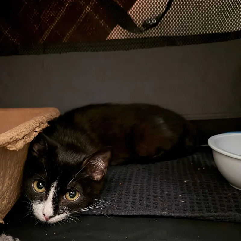 A baby medium-sized male Black & White / Tuxedo Domestic Short Hair cat named Kevin for adoption in Brooklyn, NY