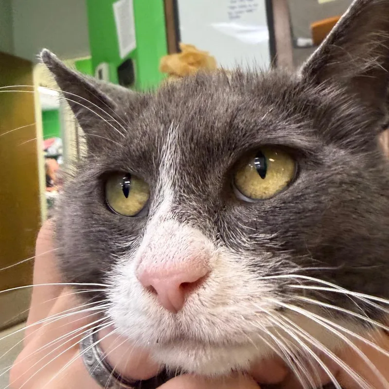An adult small-sized female Gray / Blue / Silver Domestic Short Hair cat named Koozie for adoption in Beckley, WV
