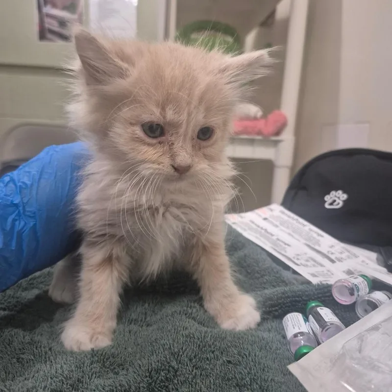 A baby small-sized male Orange / Red Domestic Long Hair cat named Nam for adoption in Upland, CA