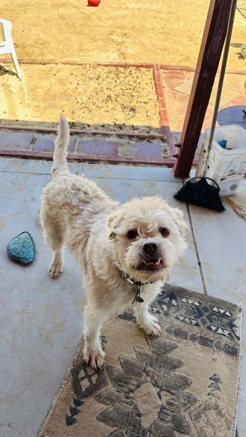 An adult medium-sized male Standard Poodle dog named Sparky for adoption in Encino, CA