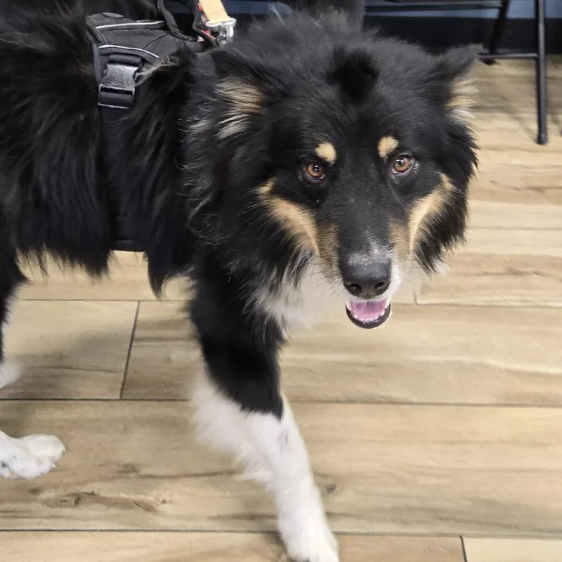 An adult large-sized male Black Husky dog named Kooper for adoption in Newark, NJ
