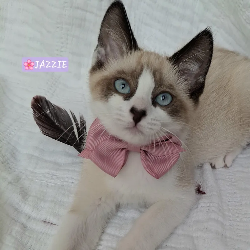 A baby small-sized female Seal Point Ragdoll cat named Jazzie & Jinx for adoption in Yorba Linda, CA
