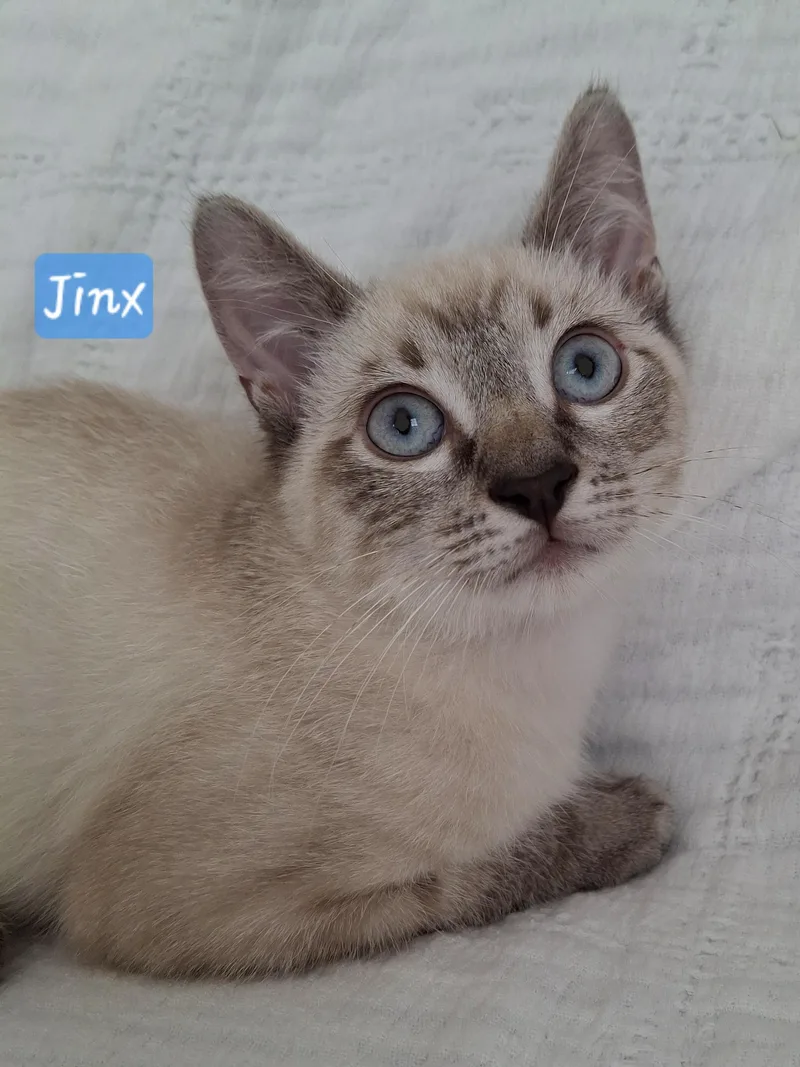 Jazzie & Jinx thumbnail 2