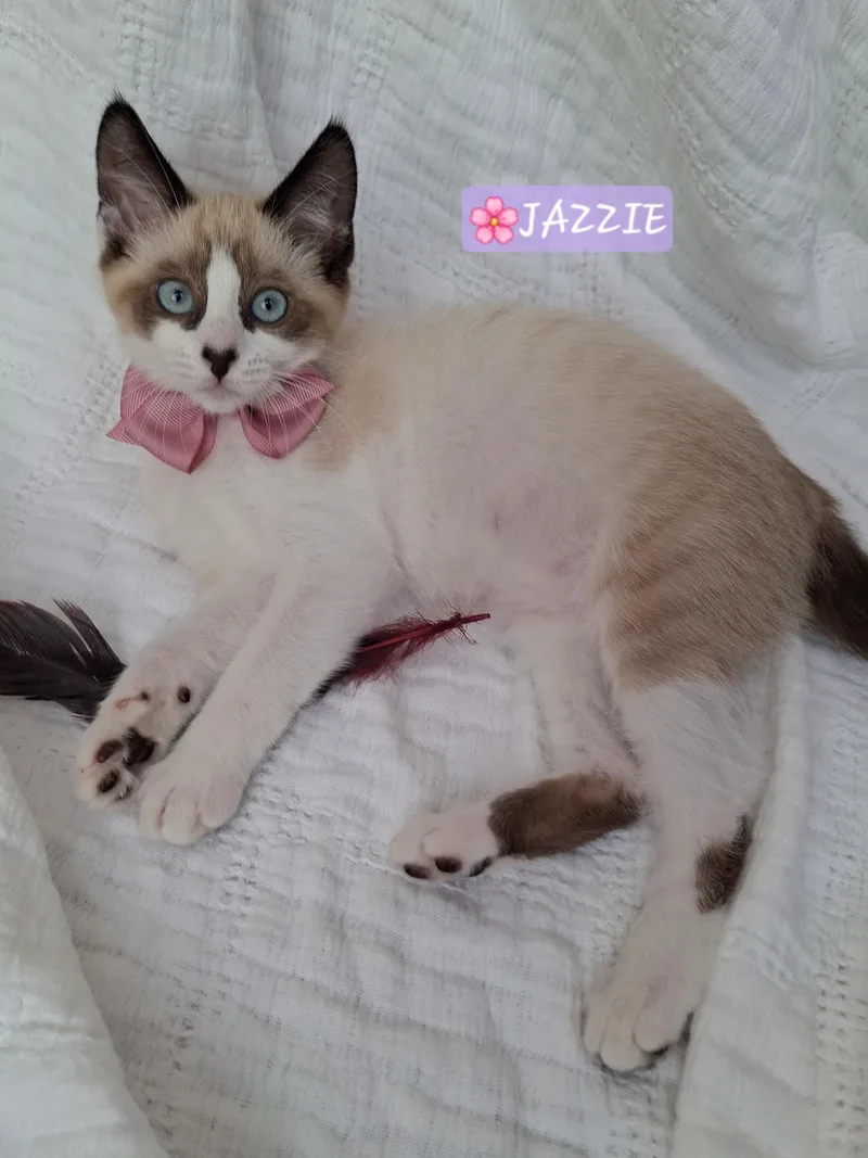 Jazzie & Jinx thumbnail 3