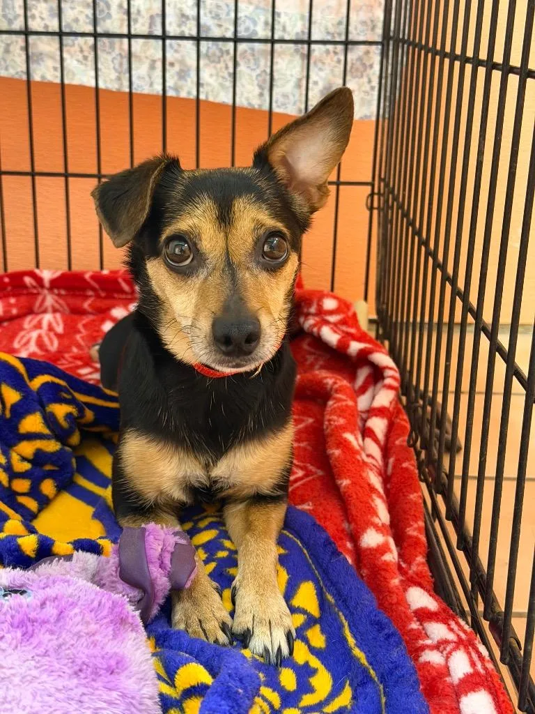 An adult small-sized female Mixed Breed dog named Daisy for adoption in Hyde Park, NY