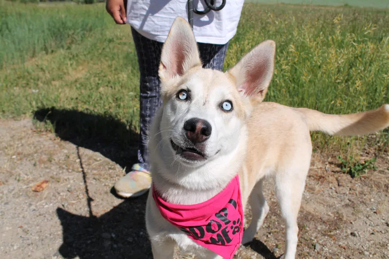 A young medium-sized female Mixed Breed dog named Camila for adoption in McCall, ID