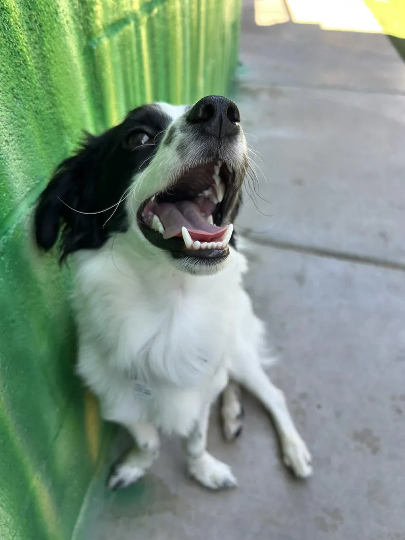 A young small-sized male White / Cream Papillon dog named Mowgli for adoption in Phoenix, AZ