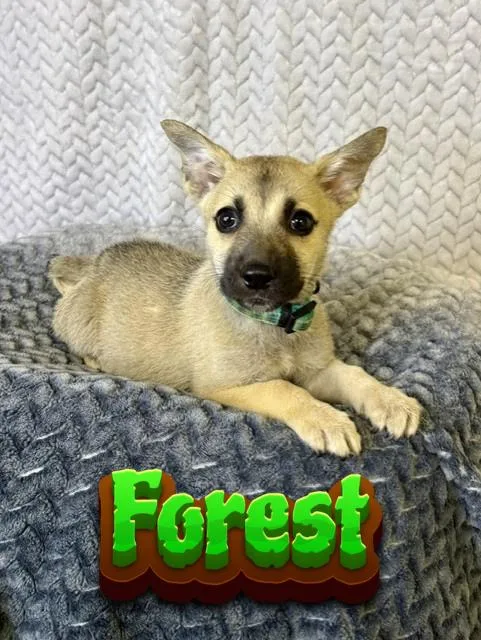 Forest
