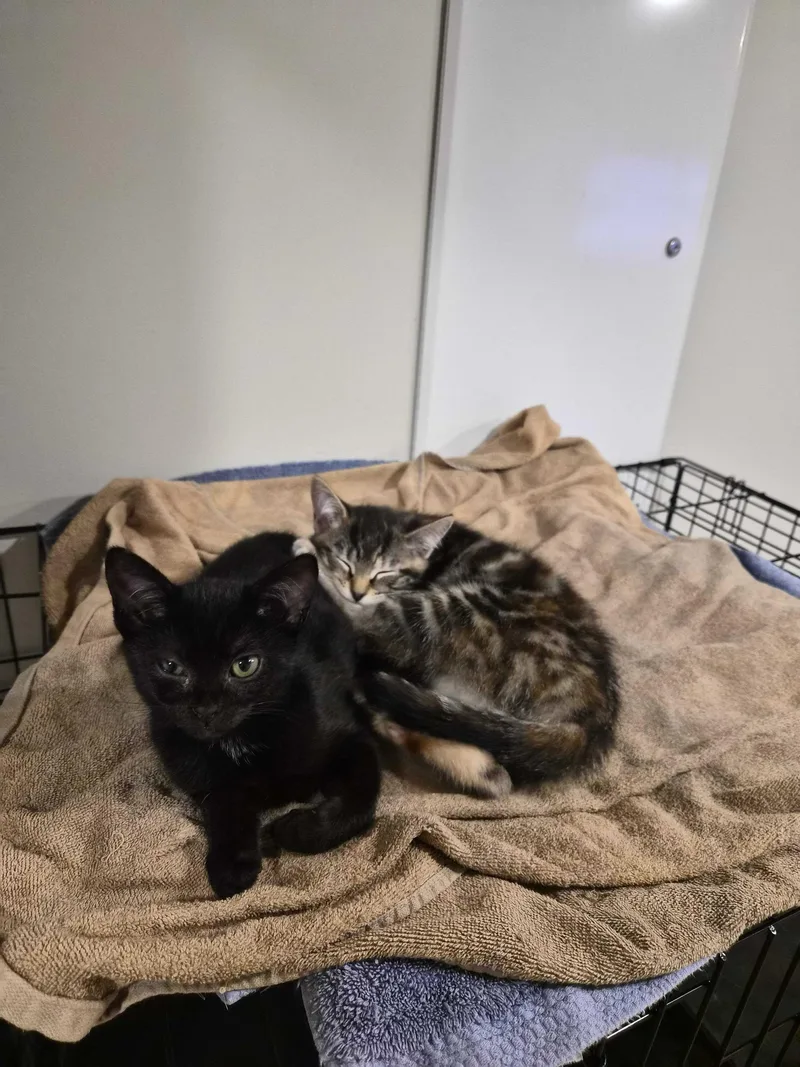 A baby medium-sized female Torbie Domestic Short Hair cat named Ziggy Stardust And Champagne for adoption in Seattle, WA