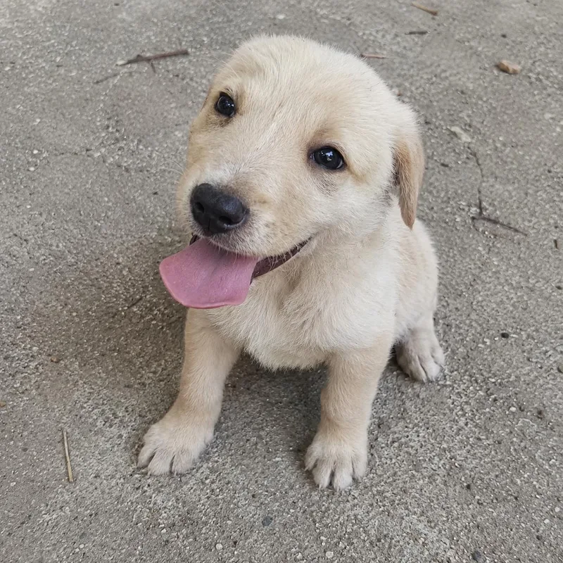 A baby medium-sized male White / Cream Yellow Labrador Retriever dog named Alex for adoption in Hillsborough, NJ