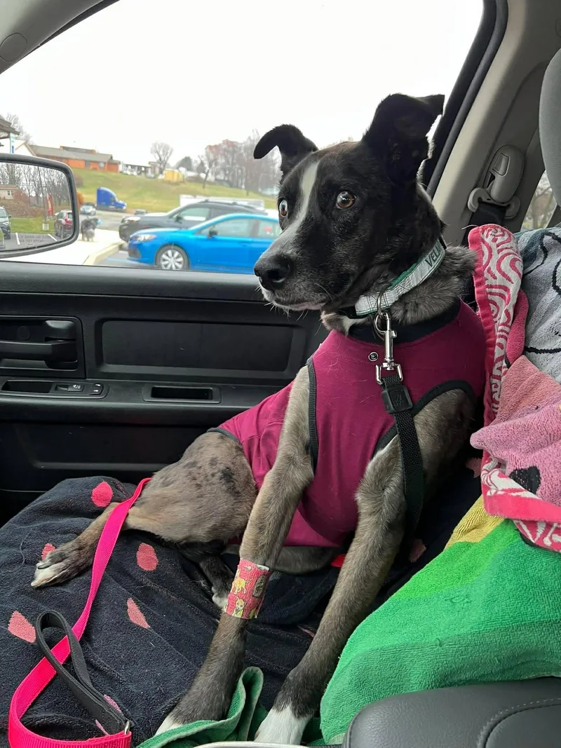 An adult medium-sized female Catahoula Leopard Dog dog named Velma for adoption in Souderton, PA