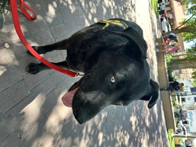 An adult large-sized male German Shepherd Dog dog named Mowgli for adoption in Albuquerque, NM