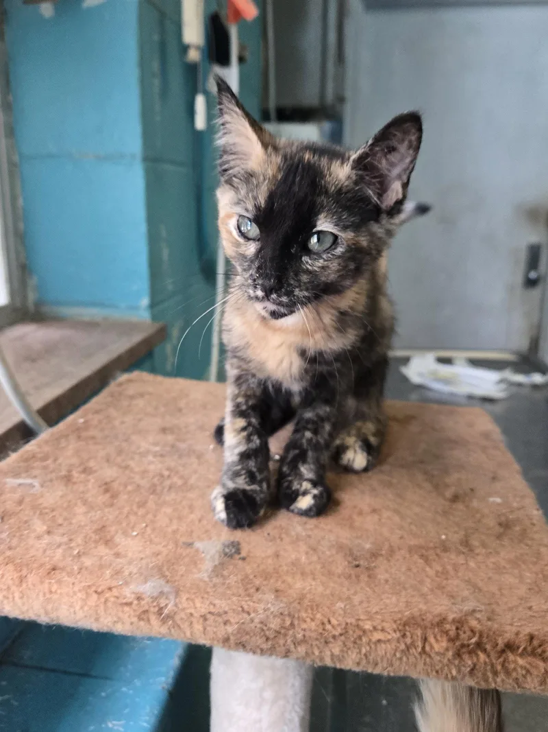 A baby small-sized female Domestic Short Hair cat named Clementine for adoption in Boston, KY