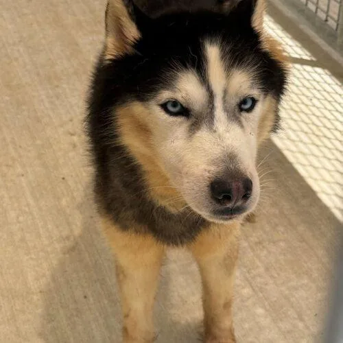 An adult medium-sized male Bicolor Siberian Husky dog named Shadow for adoption in Jackson, LA