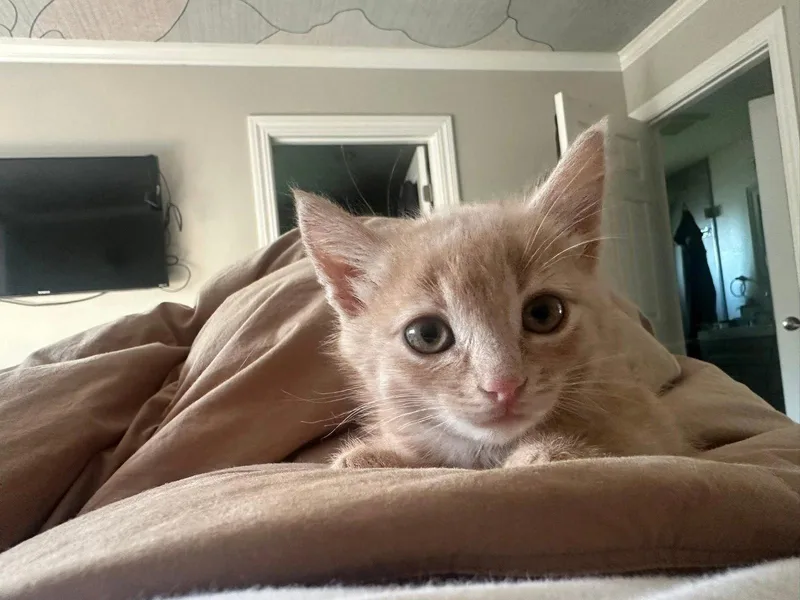 A baby medium-sized male Tabby cat named Blondie for adoption in Walnut Creek, CA
