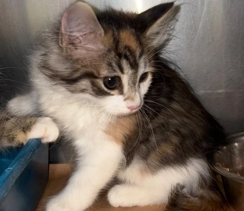 A baby small-sized female American Curl cat named Link for adoption in Cartersville , GA