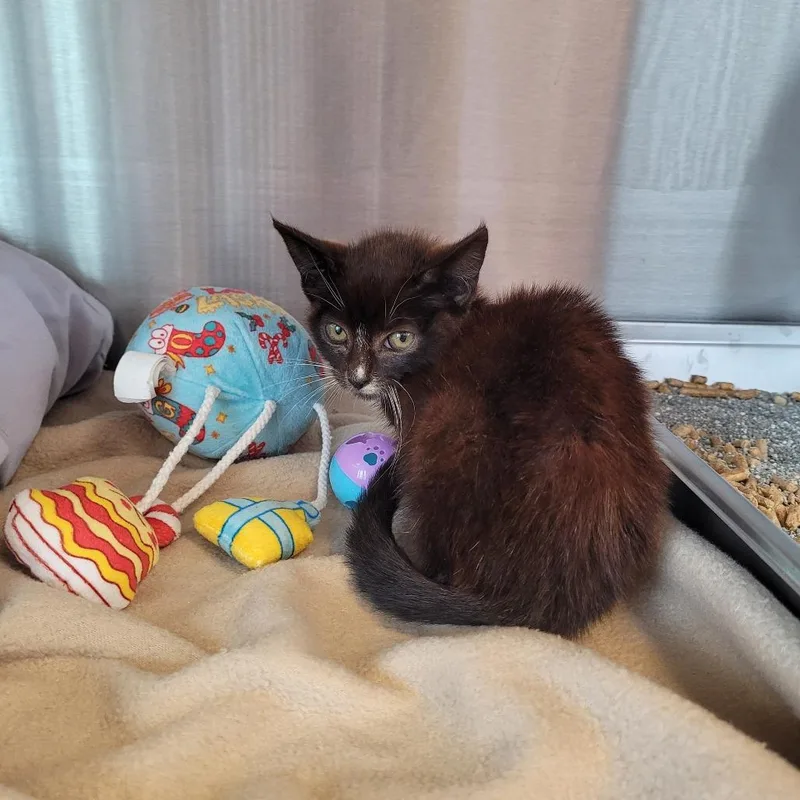 A baby small-sized male Black Domestic Short Hair cat named Dusty for adoption in Madisonville, TN