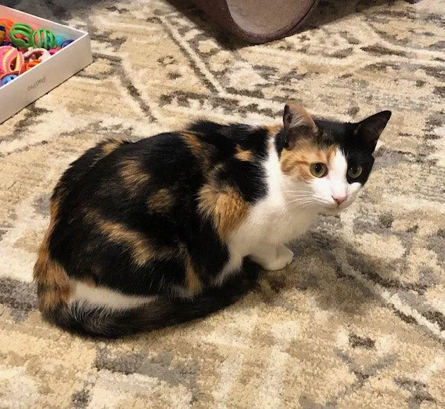 A young medium-sized female Calico cat named Tova for adoption in Magnolia Springs, AL